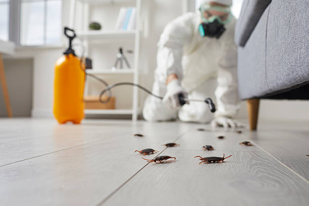 Post-Treatment Bed Bug Interceptor Monitoring in New Square